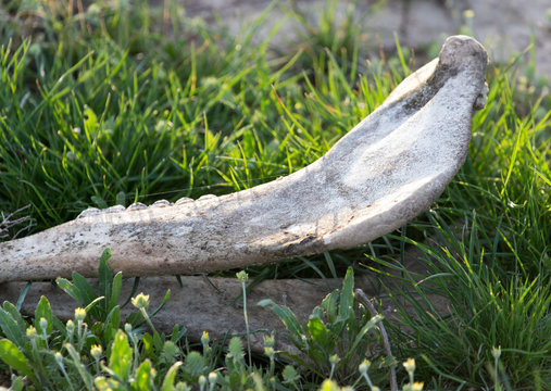 Bone horse on nature