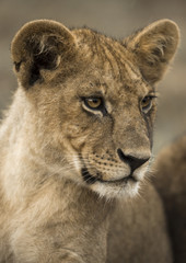 Close-up of a young lion, Serengeti, Tanzania, Africa
