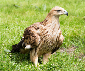 Portrait of an eagle on a background of green grass
