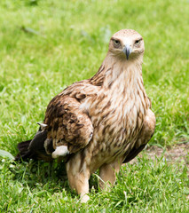 Portrait of an eagle on a background of green grass