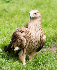 Portrait of an eagle on a background of green grass
