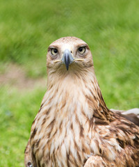 Portrait of an eagle on a background of green grass
