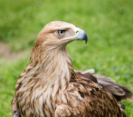 Portrait of an eagle on a background of green grass