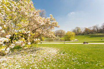 Blick auf Bielefelder Park mit Baum und Blüte