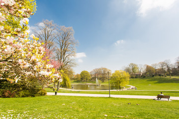 Blick auf Bielefelder Park // Vordergrund Baum mit Blüte