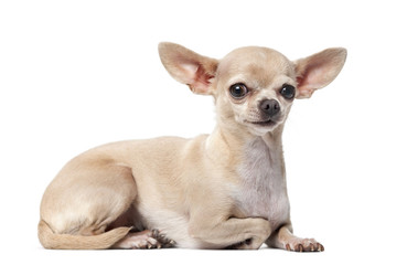 Chihuahua (2 years old) in front of a white background