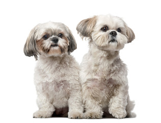 Two Shih Tzus in front of a white background