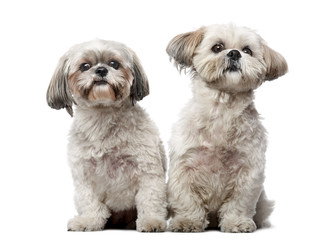 Two Shih Tzus in front of a white background