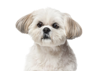 Shih Tzu (4 years old) in front of a white background