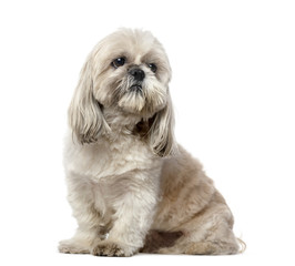 Shih Tzu (5 years old)