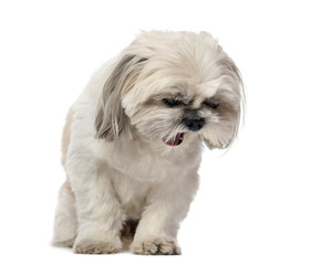 Shih Tzu yawning (5 years old) in front of a white background
