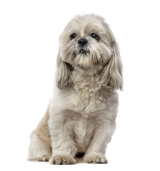 Shih Tzu (5 years old) in front of a white background
