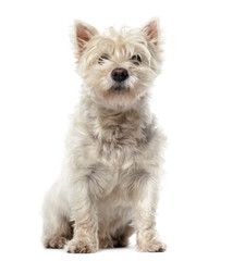 West Highland White Terrier (12 years old) in front of a white b