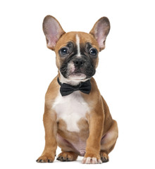 Fototapeta premium French bulldog puppy wearing a bow tie in front of a white backg