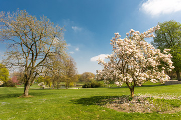 Blick auf Bielefelder Park // Baum mit Blüten