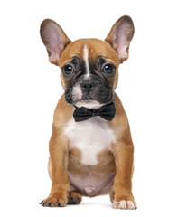 Obraz premium French bulldog puppy wearing a bow tie in front of a white backg