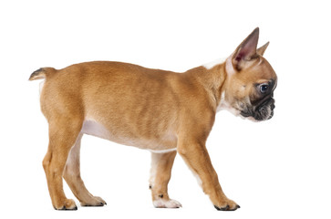 French bulldog puppy in front of a white background