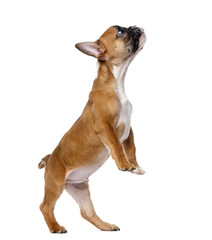 French bulldog puppy standing in front of a white background