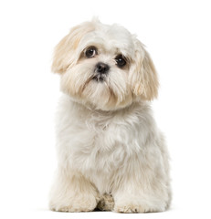 Shih Tzu puppy (6 months old) in front of a white background