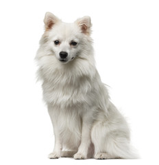 Obraz premium German Spitz (1 year old) in front of a white background