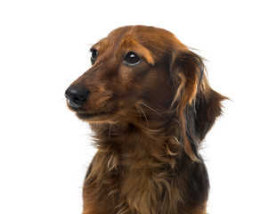 Dachshund in front of a white background