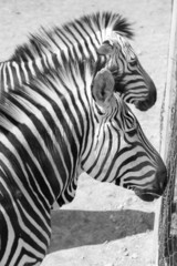 Naklejka na ściany i meble zebra in the zoo