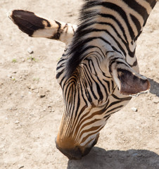 Naklejka premium zebra in the zoo