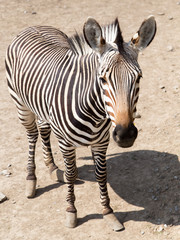 Naklejka premium zebra in the zoo