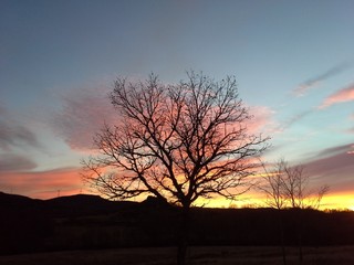 Pôr do sol com silhueta de árvore.