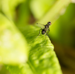 little fly in nature. close-up