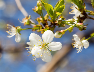 white flowers on the tree in nature