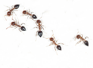 ants on a white wall