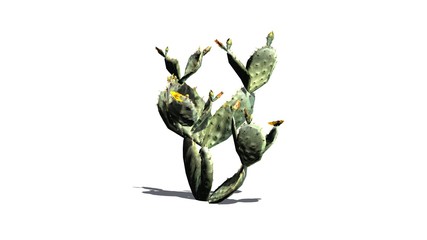 Fototapeta premium Prickly Pear cactus - isolated on white background