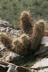 Cactus Plant Spikes