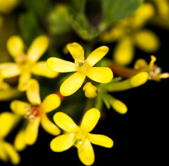 beautiful little yellow flower in nature