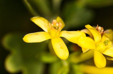 beautiful little yellow flower in nature