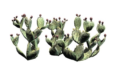 Prickly Pear cactus - isolated on white background © sabida