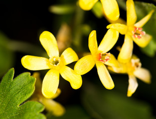 beautiful little yellow flower in nature