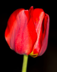 red tulip on a black background