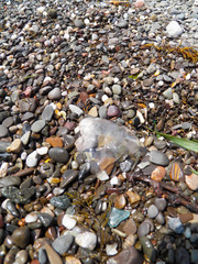 медуза на берегу