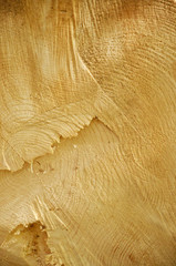 Texture bois un conifère (Taillefer / Isère)