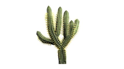 Saguaro cactus - isolated on white background