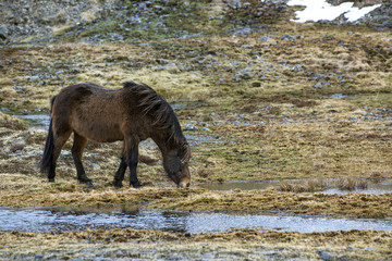 Wild Icelandic horse in spring