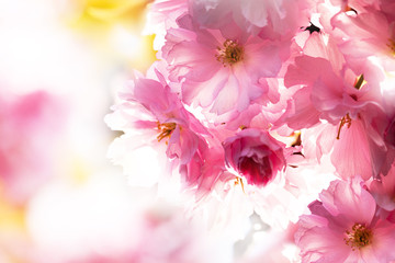 Fototapety  Sakura. Kwiat Wiśni na wiosnę. Piękne różowe kwiaty