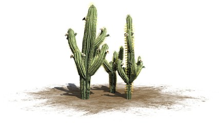 Saguaro cactus - isolated on white background © sabida