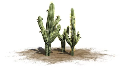 Foto op Canvas Saguaro cactus - isolated on white background © sabida