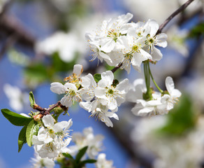 white flowers on a tree against the blue sky
