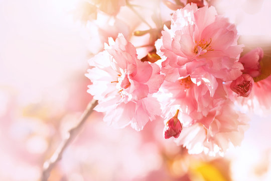 Sakura. Cherry Blossom in Springtime. Beautiful Pink Flowers