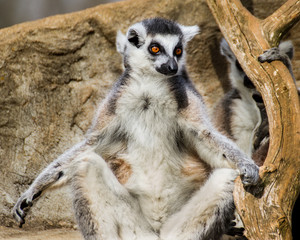 Naklejka na ściany i meble Ring Tailed Lemur
