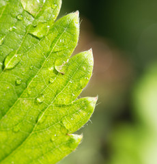 strawberry leaf with rain drops. close-up